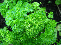 Packet of Forest Green Parsley Double Triple Curl vegetable Samen