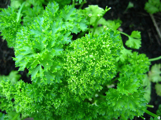 Packet of Forest Green Parsley Double Triple Curl vegetable Samen