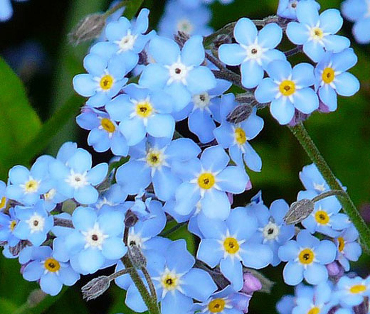 Forget-me-not alpine samen ideal for garten borders and alpine landscaping with delicate blau blumen.