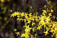 Trifoliate (trifoliate forsythia) samen for anpflanzung in home garten