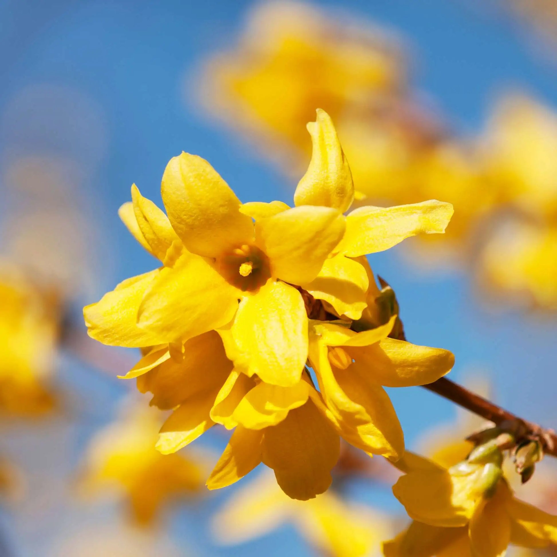 Gelb Forsythia Blumensamen Aussaat Leitfaden
