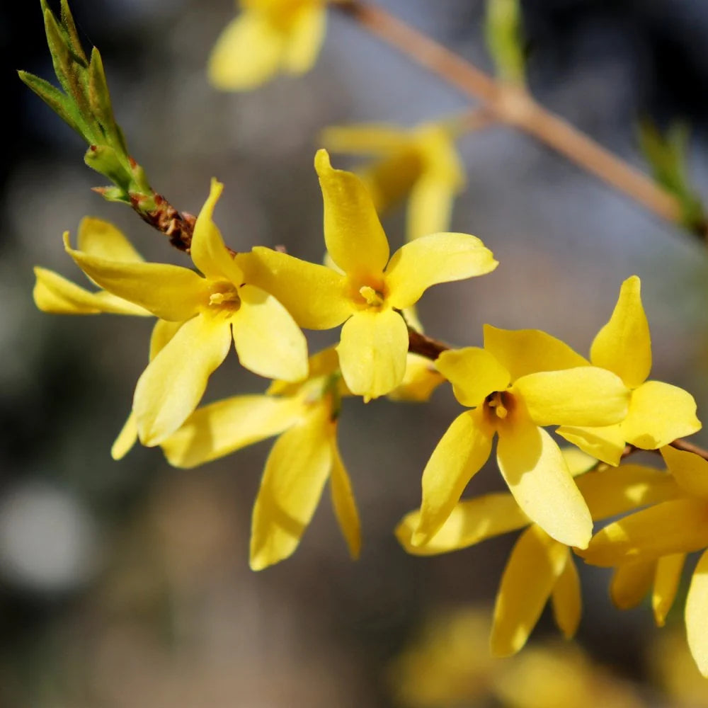 Gelb Forsythia Blumensamen Aussaat Leitfaden