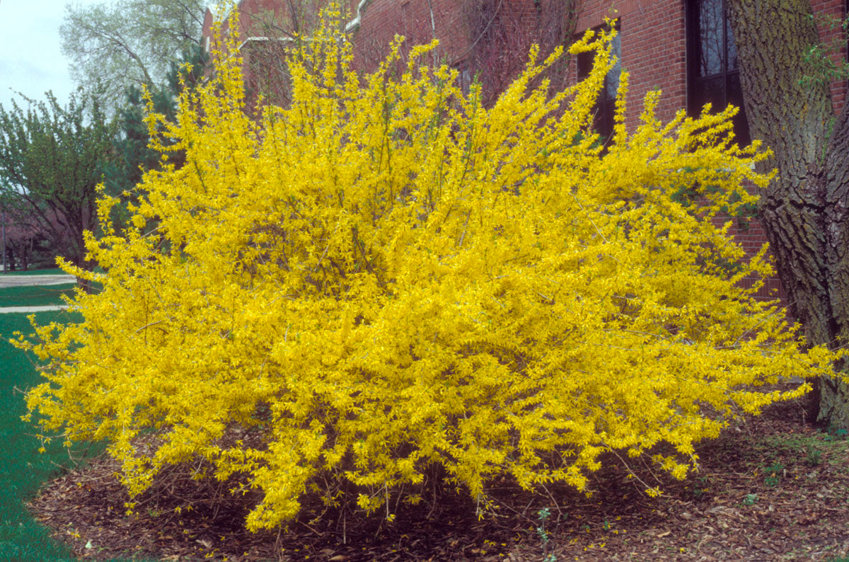 Forsythia Gelb Blumensamen zur Aussaat – leuchtend Frühling Blüten