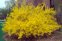 Forsythia Gelb Blumensamen zur Aussaat – leuchtend Frühling Blüten