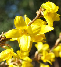 Gelb Trifoliate Forsythia Pflanzensamen Aussaat