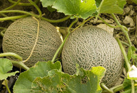 Fortuna melon pflanzen with healthy vines