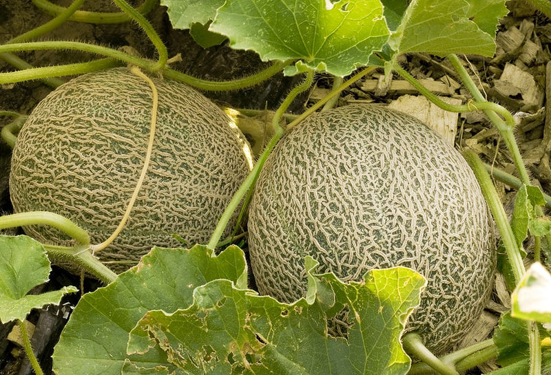 Fortuna melon pflanzen with healthy vines