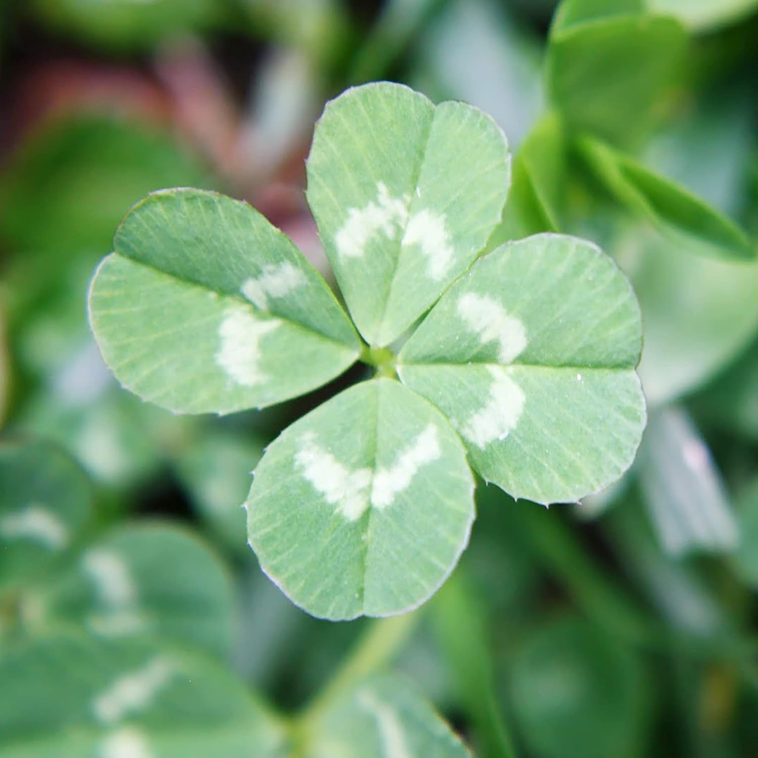 Four Leaf Clover Pflanzen Anbau in a green Garten lawn