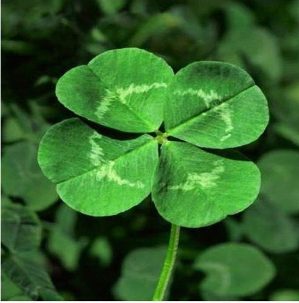 Four Leaf Clover Samen for Aussaat in Zuhause gardens