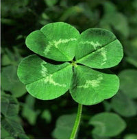 Four Leaf Clover Samen for Aussaat in Zuhause gardens