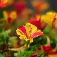 Mirabilis (four o’clock) blumen in garten