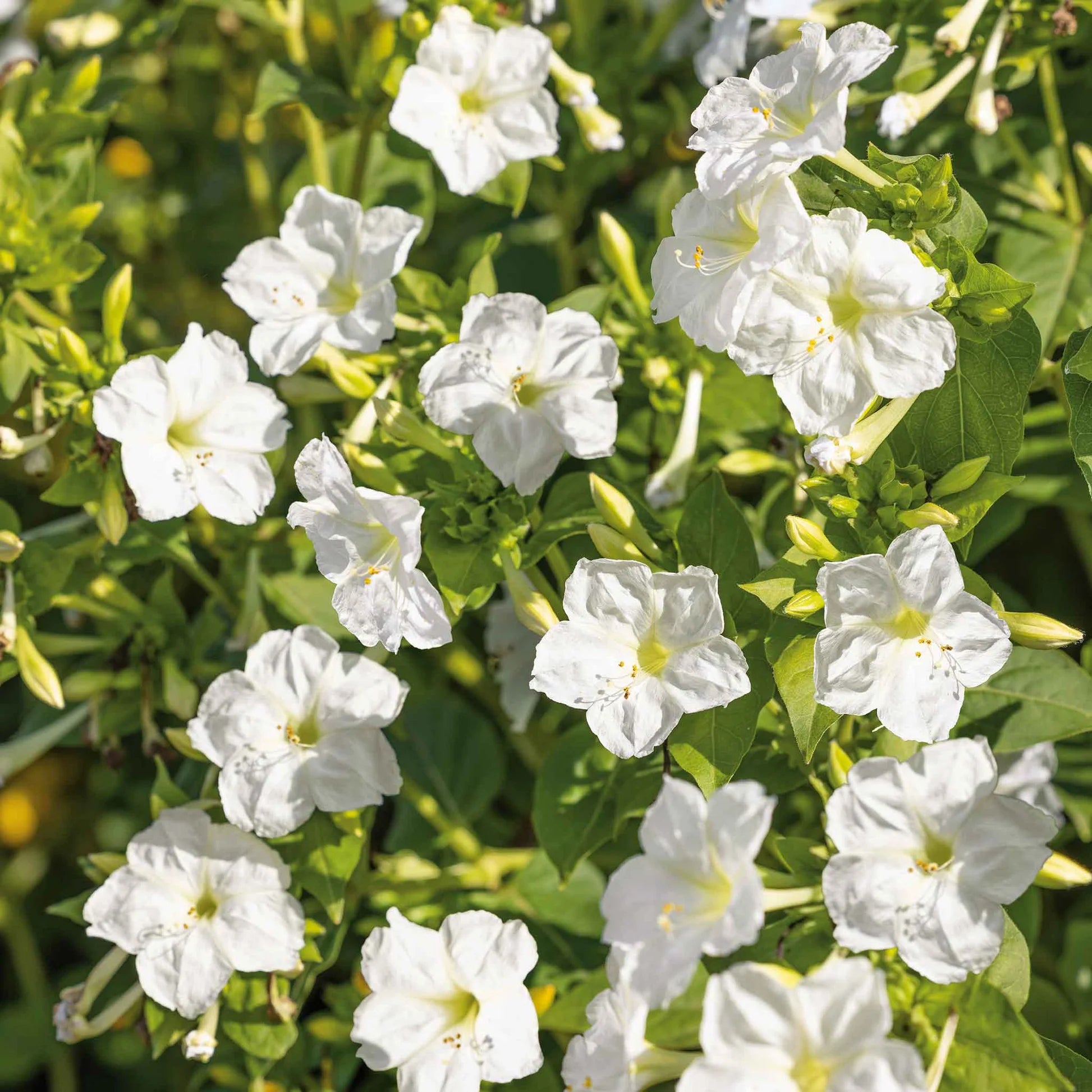 Weiß Four O'Clock Blumensamen zur Aussaat Halbschatten verträglich Traditionssorte & ohne Gentechnik Samen Hausgarten