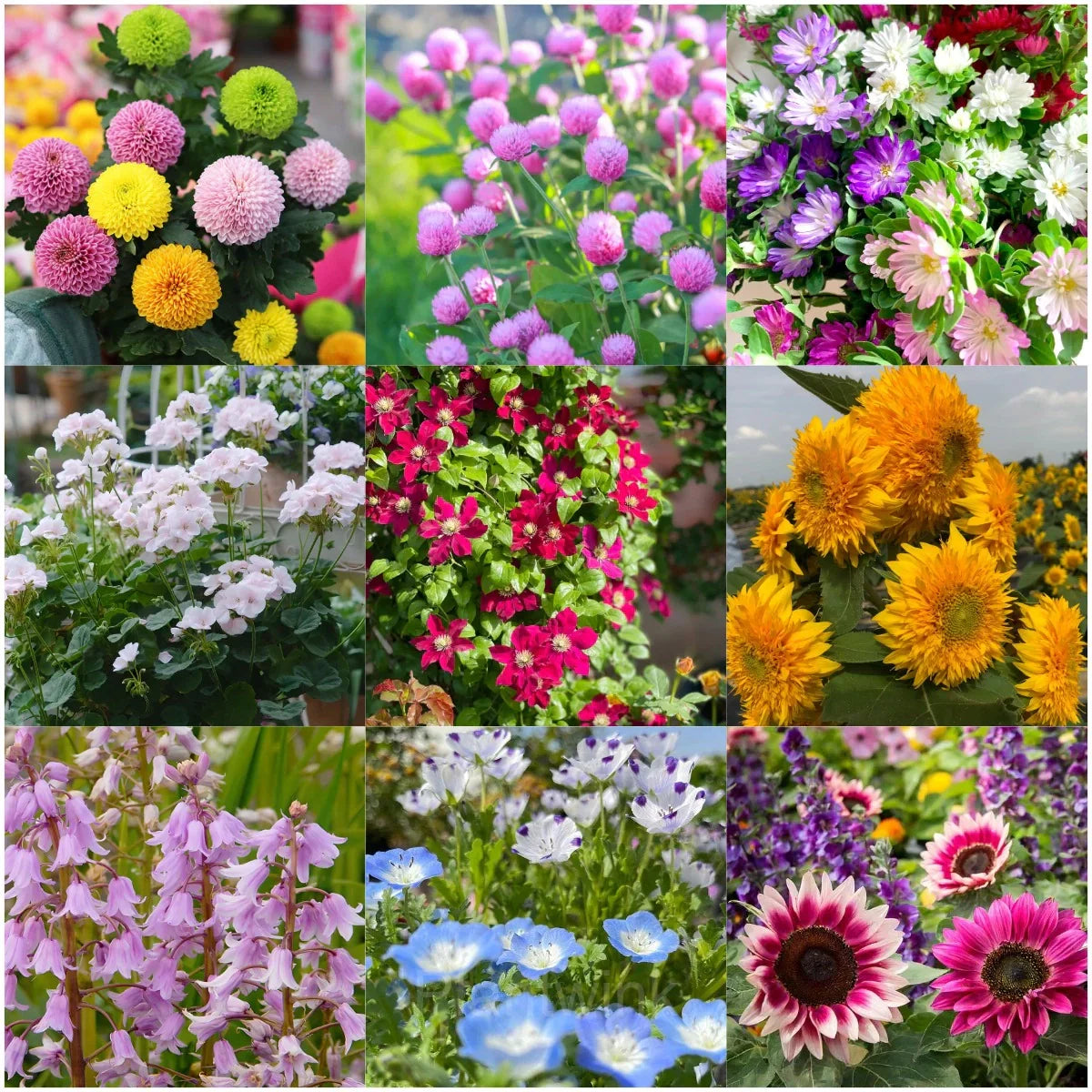 Four seasons blume mix blooming in various colors