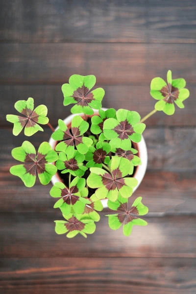 Grün Lila Four Leaf Clover zur Aussaat Schnitt Blume beliebt Traditionssorte & ohne Gentechnik Samen Hausgarten