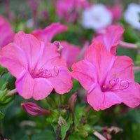 Light (light rosa) samen for anpflanzung in home garten