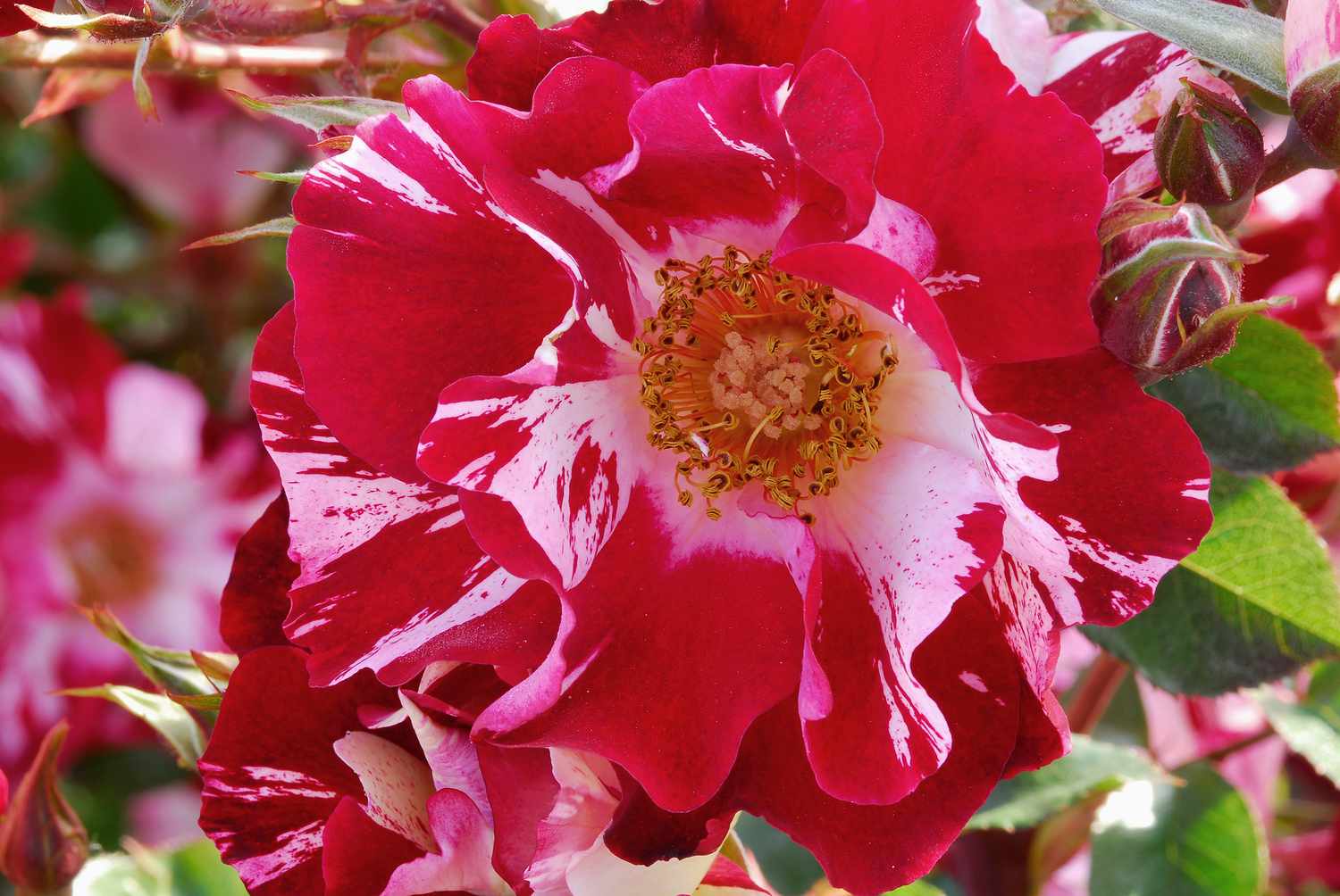 Rot & Weiß kletternd Rose ohne Gentechnik Traditionssorte Garten Samen Blumensamen zur Aussaat – Wildblume Mischung – Traditionssorte & ohne Gentechnik Samen Hausgarten