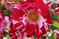 Rot & Weiß kletternd Rose ohne Gentechnik Traditionssorte Garten Samen Blumensamen zur Aussaat – Wildblume Mischung – Traditionssorte & ohne Gentechnik Samen Hausgarten