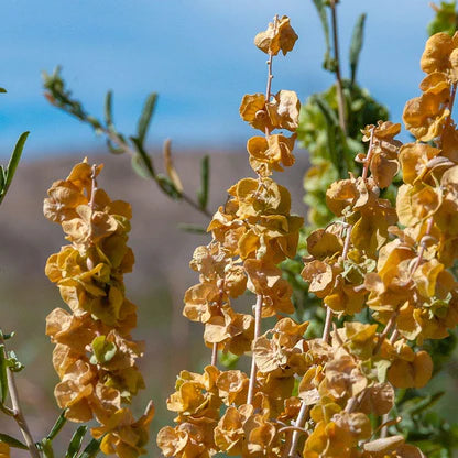 Atriplex Canescens Blumensamen zur Aussaat – leuchtend – Traditionssorte & ohne Gentechnik Samen Hausgarten