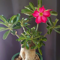 Thick Rosa Wüstenrose Obesum Samen Blumensamen zur Aussaat leuchtend Traditionssorte & ohne Gentechnik Samen Hausgarten