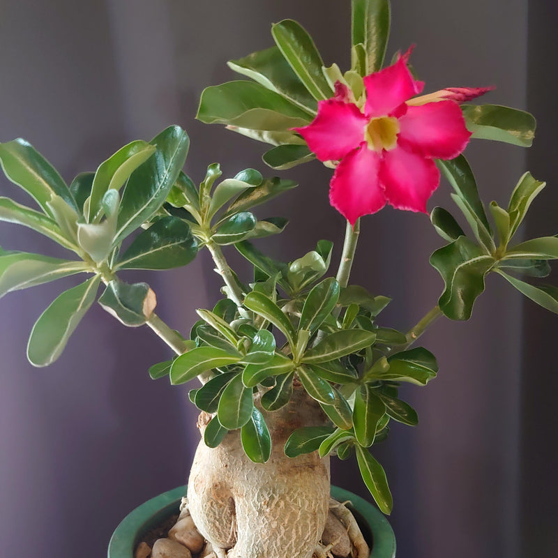 Thick Rosa Wüstenrose Obesum Samen Blumensamen zur Aussaat leuchtend Traditionssorte & ohne Gentechnik Samen Hausgarten