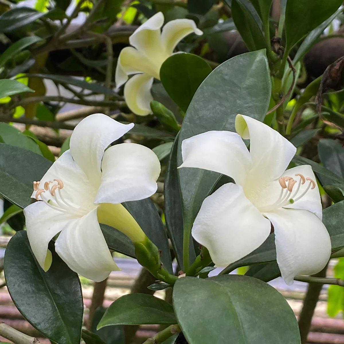 Fagraea Blumensamen zur Aussaat Landhaus Garten wichtig Traditionssorte & ohne Gentechnik Samen Hausgarten