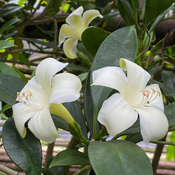 Fagraea Blumensamen zur Aussaat Landhaus Garten wichtig Traditionssorte & ohne Gentechnik Samen Hausgarten