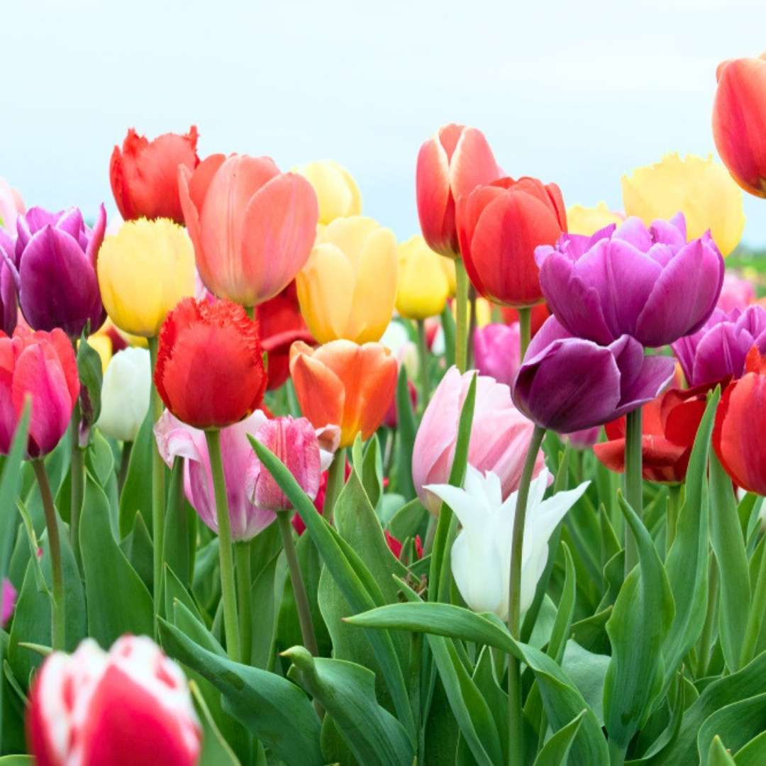 Fragrant aroma tulip samen for easy anpflanzung and gardening