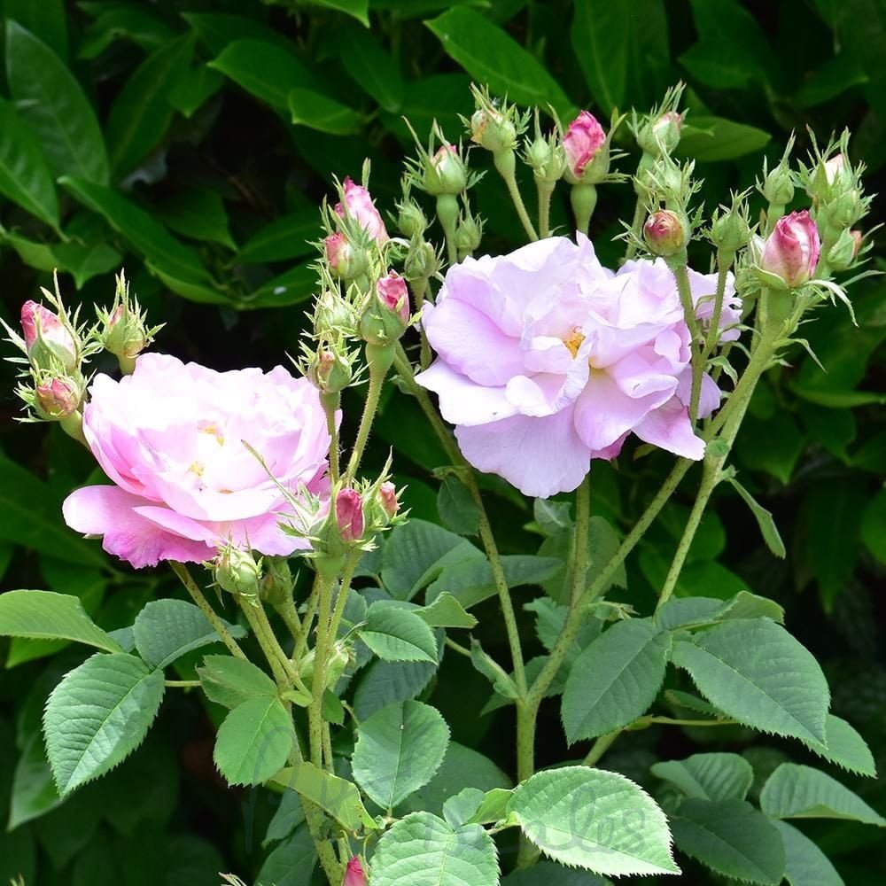 Heirloom damask rose samen attracting pollinators naturally