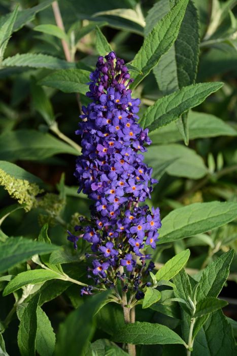 Fragrant dark blau buddleia pflanzen in bloom
