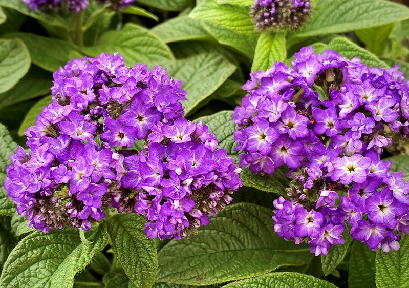 Blau Marine Blumensamen zur Aussaat – robust Sorte – Traditionssorte & ohne Gentechnik Samen Hausgarten