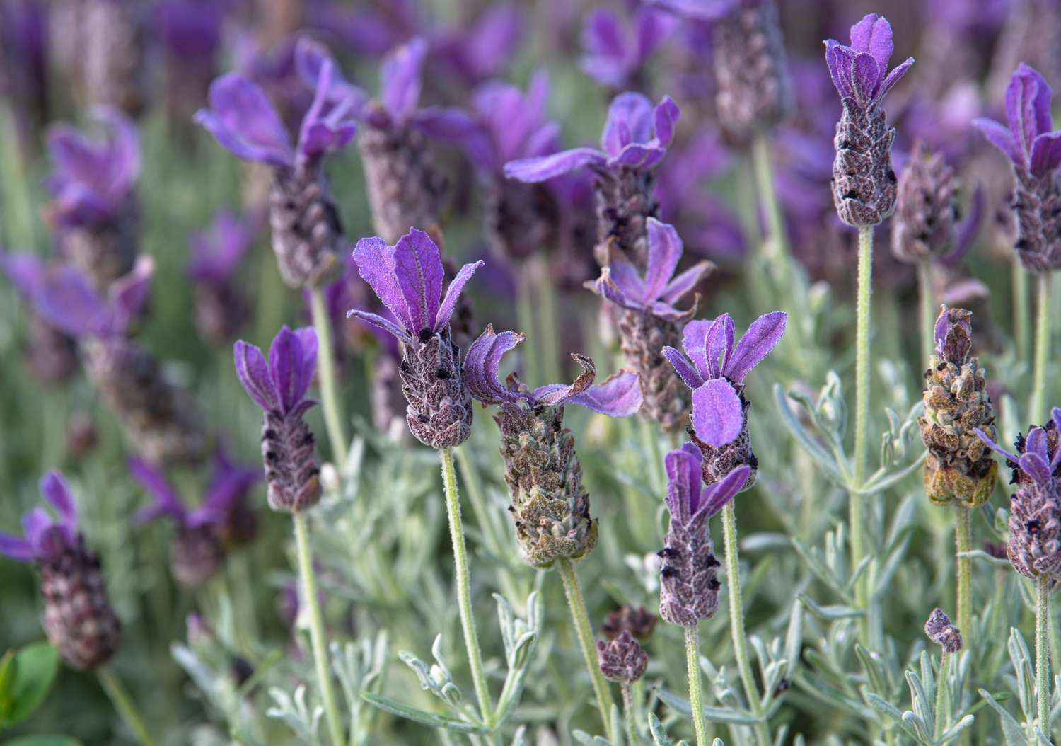Fragrant lavender samen for anpflanzung