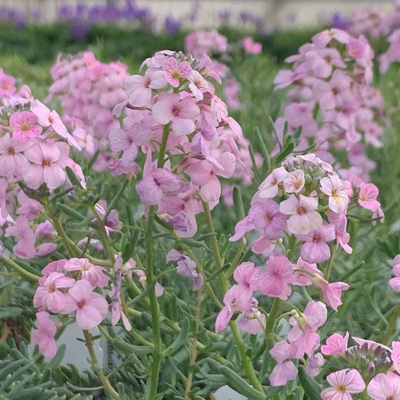 Rosa Weiß Stein Cress Blumensamen zur Aussaat leuchtend Blüten Traditionssorte & ohne Gentechnik Samen Hausgarten