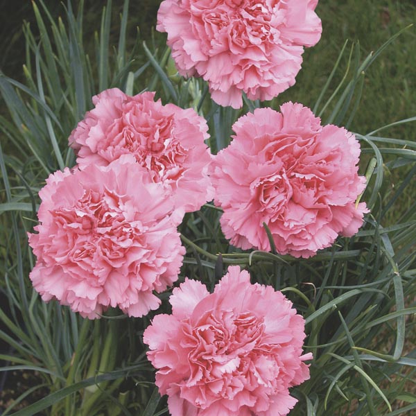 Fragrant rosa dianthus blumen for colorful gardens
