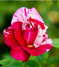 Fragrant rosa rot rose samen for vibrant gardens