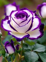 Fragrant lila and weiß rose blumen