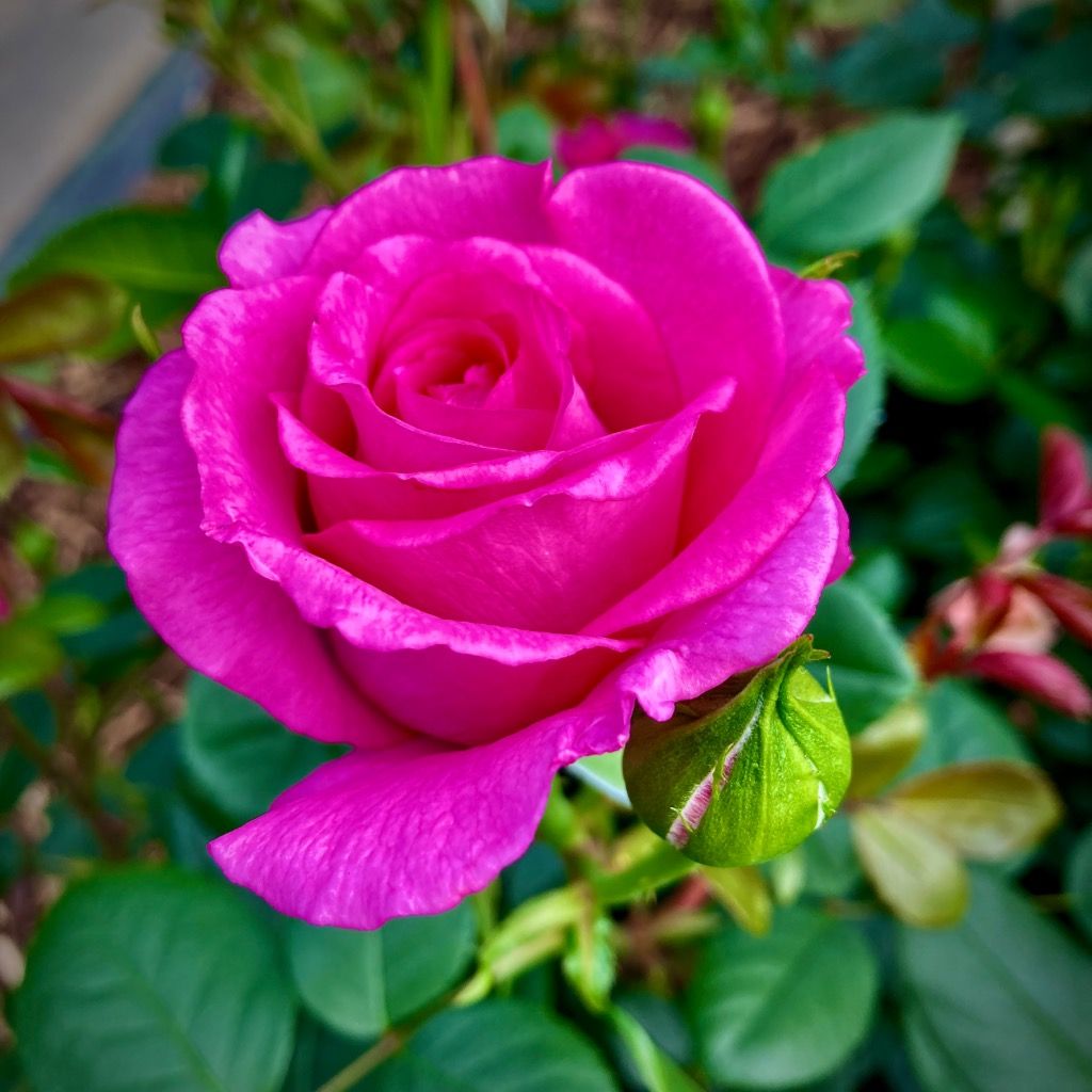 Fragrant ruby rose pflanzen for garten beds