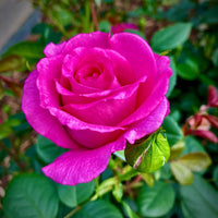 Fragrant ruby rose pflanzen for garten beds