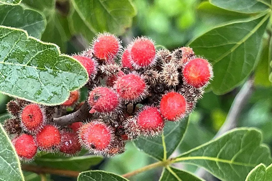 Rot Rhus Aromatica Blumensamen zur Aussaat – Landhaus Garten wichtig – Traditionssorte & ohne Gentechnik Samen Hausgarten