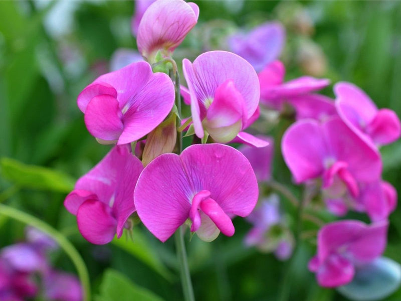 Fragrant weiß & lila sweet pea climbing vines