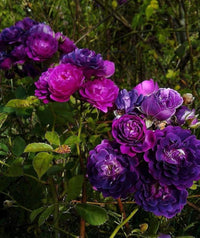 Fragrant violet rose samen for töpfen and borders