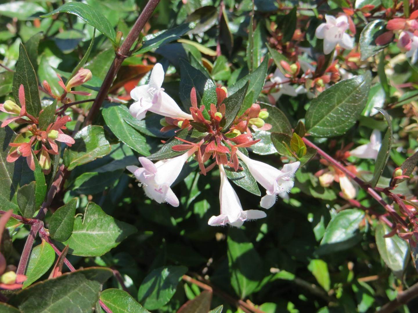 Fragrant weiß abelia shrub grown from samen