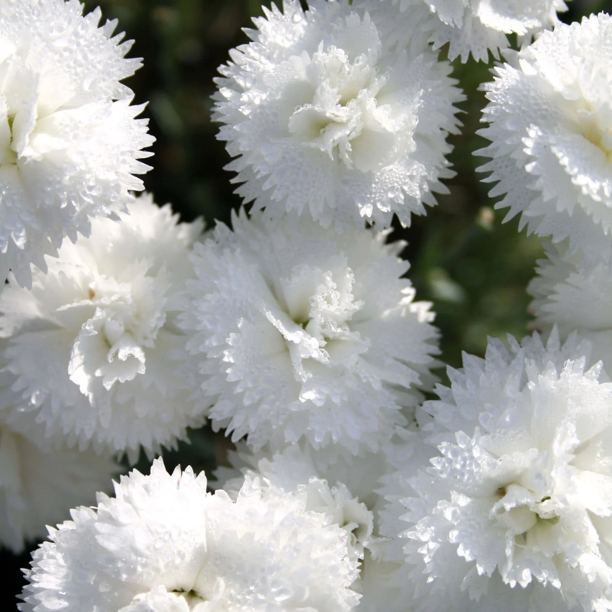 Weiß dianthus samen for anpflanzung - elevate your garten with classic blooms