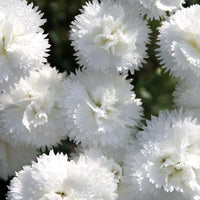 Weiß dianthus samen for anpflanzung - elevate your garten with classic blooms
