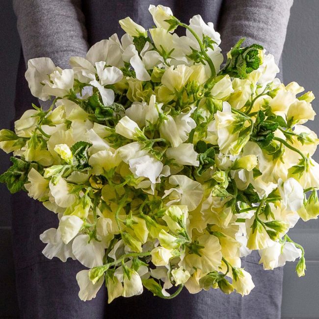 Fragrant gelb sweet pea blumen