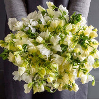 Fragrant gelb sweet pea blumen