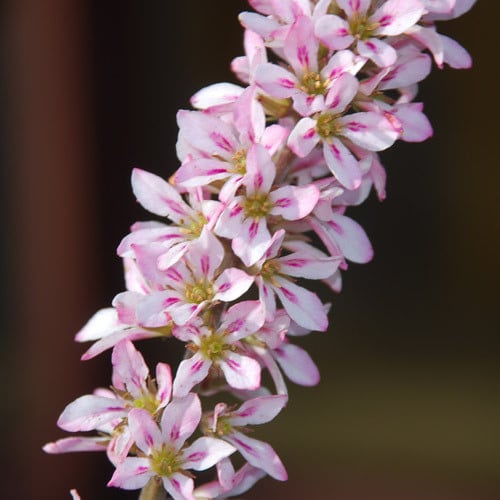 White and pink Bridal Wreath blooms grown from Francoa appendiculata Samen