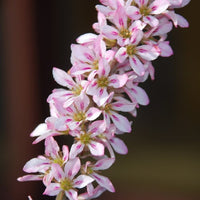 White and pink Bridal Wreath blooms grown from Francoa appendiculata Samen