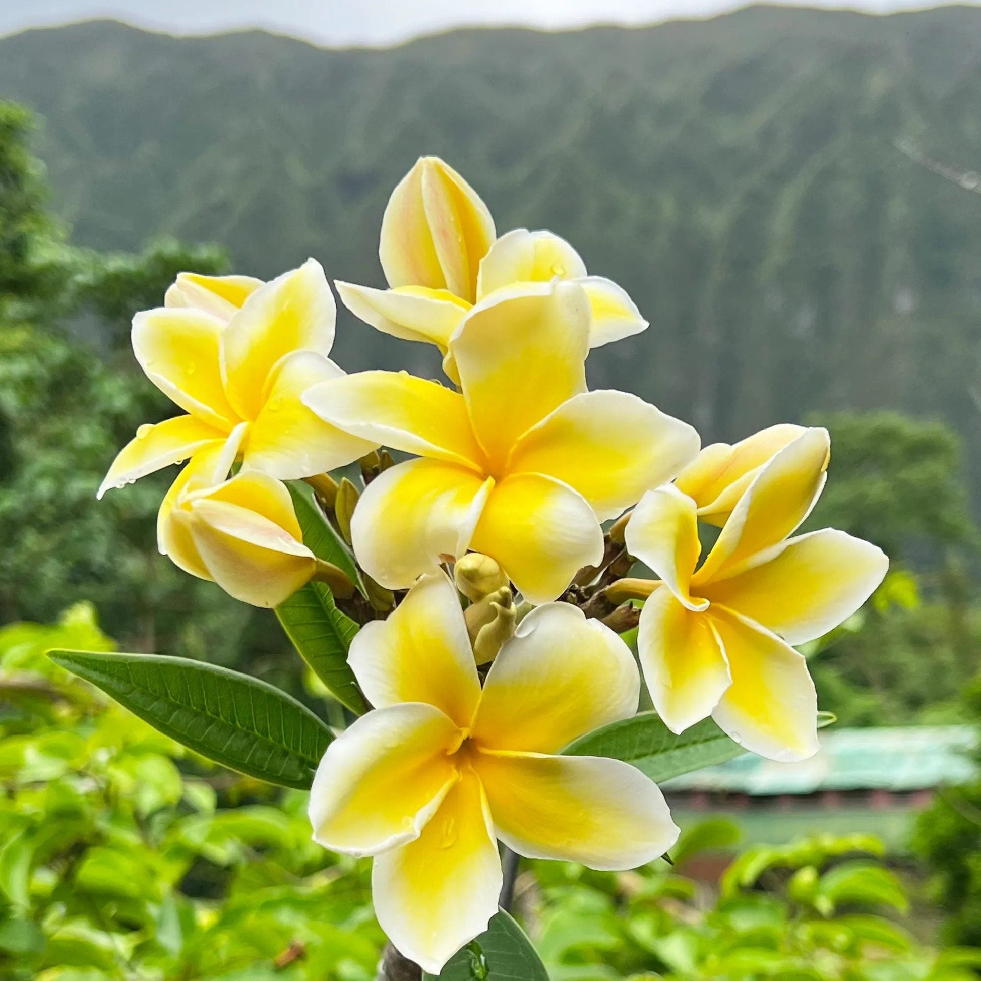Frangipani gelb blume samen for anpflanzung and gardening