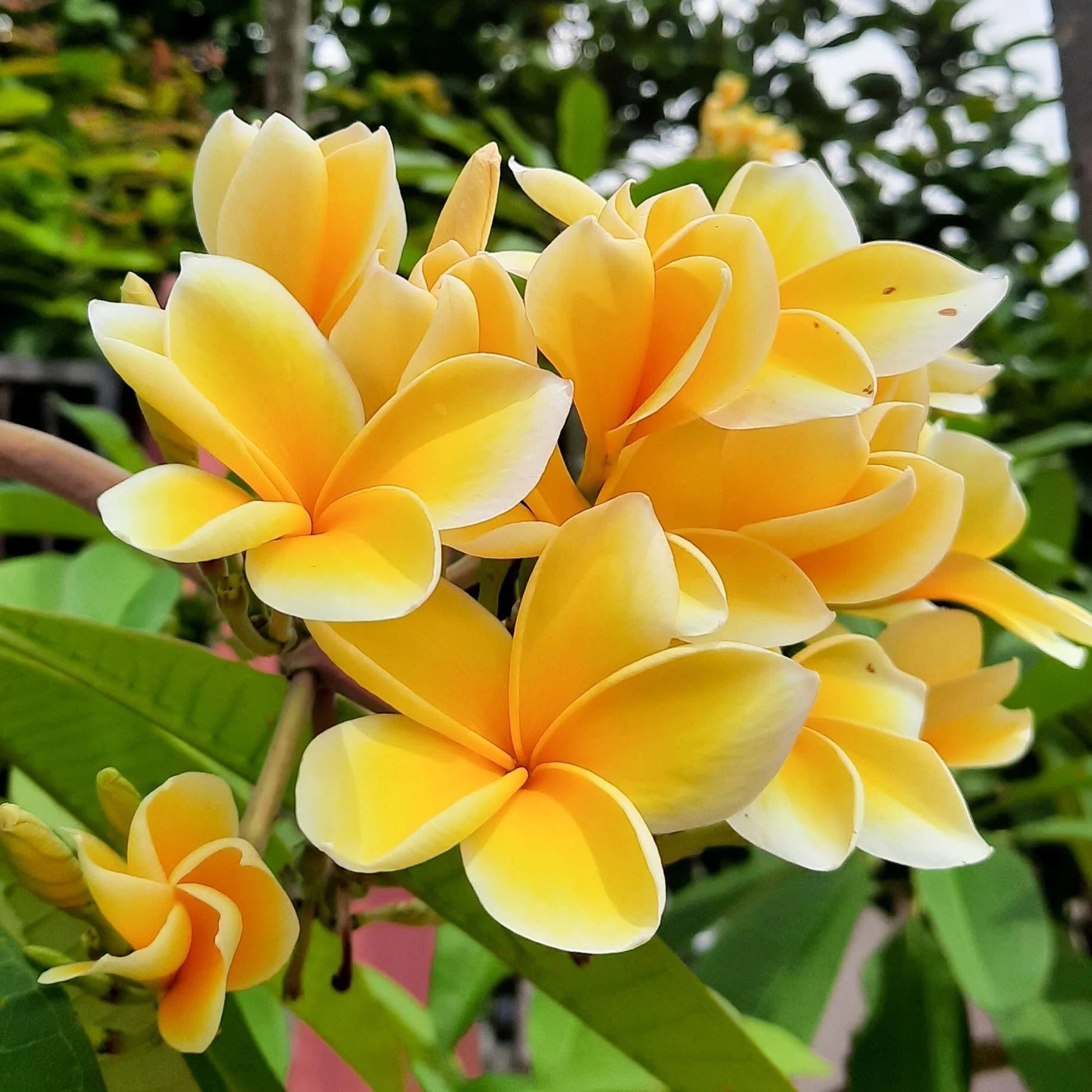 Frangipani gelb samen anpflanzung and wachsend guide