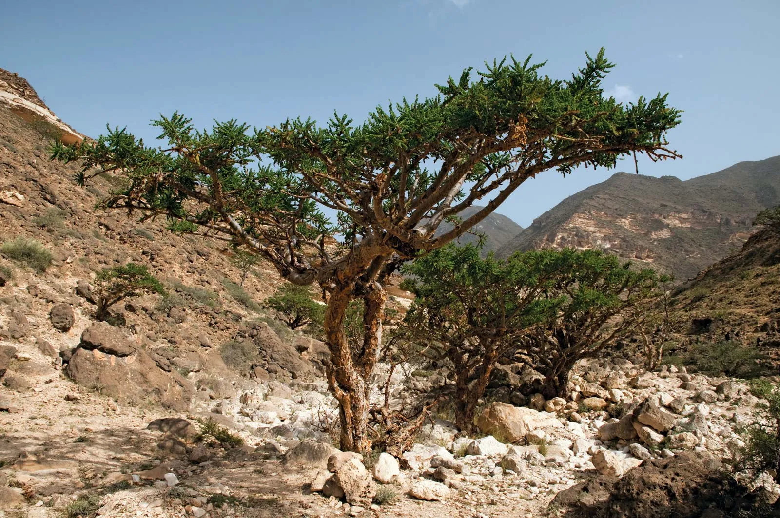 boswellia sacra frankincense tree botanical variety für home garden growing